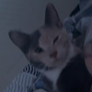 Meet your Posher, Flattypattylawrence